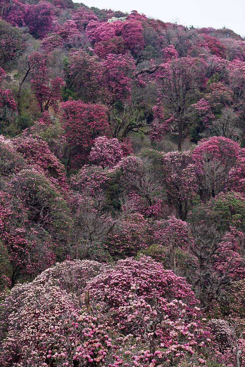 Rhododendron Forest Incense Handmade by Nuns